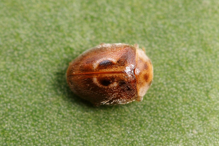 Inconspicuous - Ladybirds species | CHIAMAIAS JISHEBI | ჭიამაიას ჯიშები
